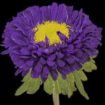 Scan of Callistephus Chinensis: China Aster
