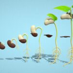 Seed Germination