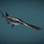 Paddlefish